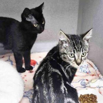 Maple -  Domestic Short Hair Cat for Adoption in Atlanta, Georgia - Maple | PetCurious