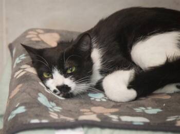 BERRY -  Domestic Short Hair Cat for Adoption in Phoenix, Arizona - BERRY | PetCurious