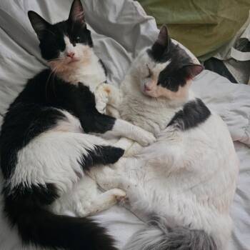 Chance -  Domestic Short Hair Cat for Adoption in Monroe, Louisiana - Chance | PetCurious