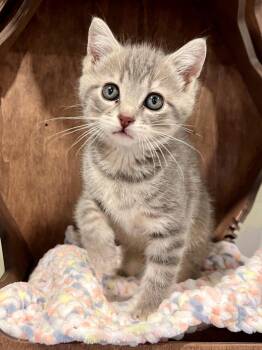 Apple Pie -  Domestic Short Hair Cat for Adoption in Nashville, Tennessee - Apple Pie | PetCurious
