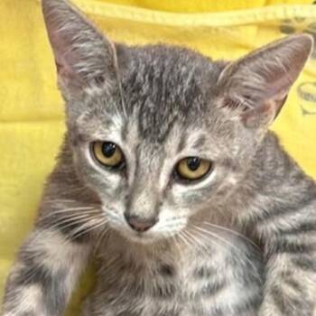 Jessie 1702 -  Domestic Short Hair Cat for Adoption in Boca Raton, Florida - Jessie 1702 | PetCurious