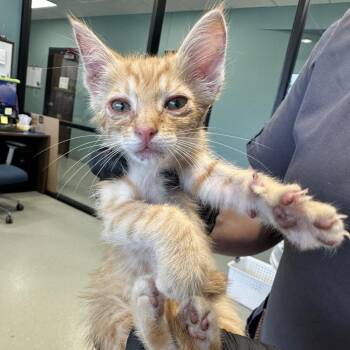 Knox -  Domestic Short Hair Cat for Adoption in Abilene, Texas - Knox | PetCurious