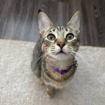 Glitter Disco -  Tabby and Domestic Short Hair Cat for Adoption in Friendswood, Texas - Glitter Disco | PetCurious