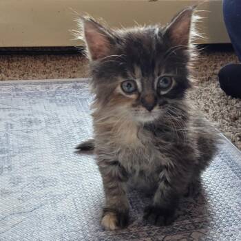 Domestic Medium Hair Cats Available for Adoption in Minnetonka, Minnesota - Sprinkles C69432 | PetCurious