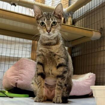 Rescue Tabby Cats for Adoption in Humble, Texas - Daisy | PetCurious