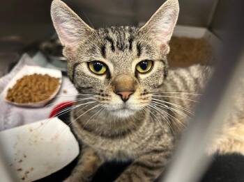 Domestic Short Hair Cats Available for Adoption in Tulsa, Oklahoma - MELON | PetCurious