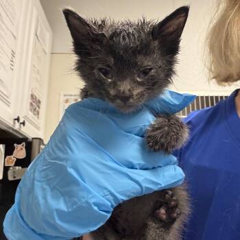 Mater -  Domestic Short Hair Cat for Adoption in Greenville, South Carolina - Mater | PetCurious