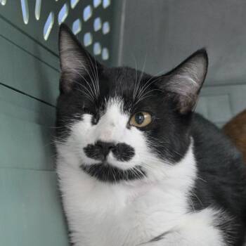 Cookie -  Domestic Short Hair Cat for Adoption in Austin, Texas - Cookie | PetCurious