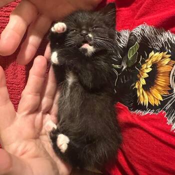 Domestic Short Hair Cats Available for Adoption in Greenville, Pennsylvania - Munchkin | PetCurious