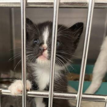 Taryn -  Domestic Short Hair Cat for Adoption in Port Charlotte, Florida - Taryn | PetCurious