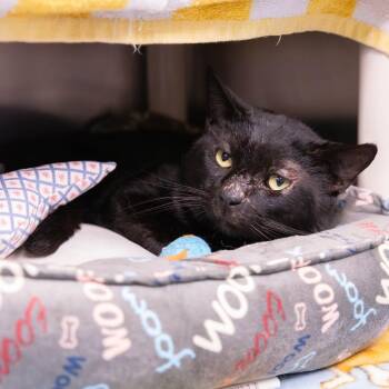 Domestic Short Hair Cats Available for Adoption in Mentor, Ohio - Psychology | PetCurious