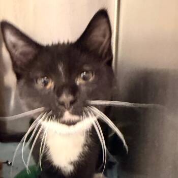 Domestic Short Hair Cats Available for Adoption - Dimples | PetCurious