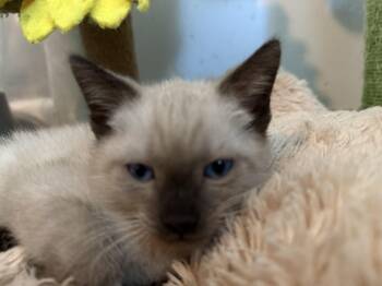 Cypress 7.20.26 -  Domestic Short Hair and Siamese Cat for Adoption in Apopka, Florida - Cypress 7.20.26 | PetCurious