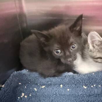 Marsala -  Domestic Short Hair Cat for Adoption in Jupiter, Florida - Marsala | PetCurious