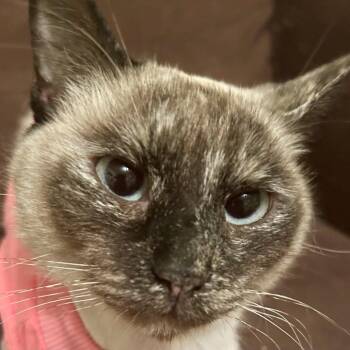 Siamese and Domestic Short Hair Cats Available for Adoption - Butterfly 55588 | PetCurious