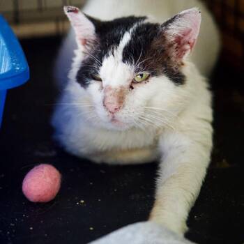 Pepsi -  Domestic Short Hair Cat for Adoption in Los Angeles, California - Pepsi | PetCurious