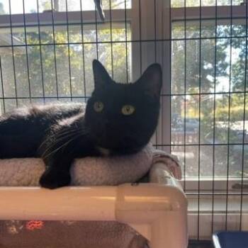 Lovey -  Domestic Short Hair Cat for Adoption in Attleboro, Massachusetts - Lovey | PetCurious