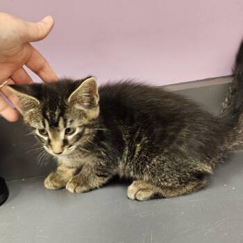Reid -  Domestic Short Hair Cat for Adoption in Cedar Rapids, Iowa - Reid | PetCurious