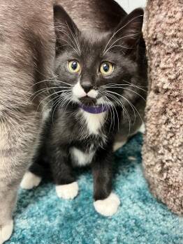 Domestic Short Hair Cats Available for Adoption in Winnipeg, Manitoba - Jim Hal-purr-t | PetCurious