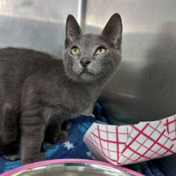 Stud Muffin -  Domestic Short Hair Cat for Adoption in Matteson, Illinois - Stud Muffin | PetCurious