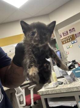 A187195 -  Domestic Short Hair Cat for Adoption in Pasadena, Texas - A187195 | PetCurious