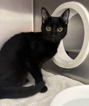 Pastry -  Domestic Short Hair Cat for Adoption in Santa Rosa, California - Pastry | PetCurious