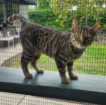 Domestic Short Hair Cats Available for Adoption - Bea | PetCurious
