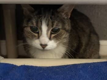 Gilda -  Domestic Short Hair Cat for Adoption in Kansas City, Missouri - Gilda | PetCurious