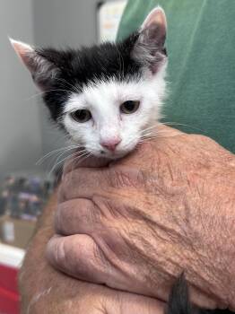 Lucas -  Domestic Short Hair Cat for Adoption in Dyersburg, Tennessee - Lucas | PetCurious