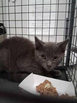Mr Grey -  Domestic Short Hair Cat for Adoption in Sevierville, Tennessee - Mr Grey | PetCurious