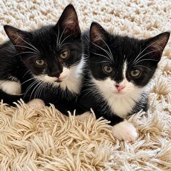 Mango & Tango -  Tuxedo Cat for Adoption in Bethel, Connecticut - Mango & Tango | PetCurious