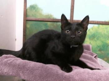 DANNY -  Domestic Short Hair Cat for Adoption in Houston, Texas - DANNY | PetCurious