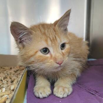 Rescue Domestic Medium Hair Cats for Adoption in Westminster, California - Doofenshmirtz | PetCurious