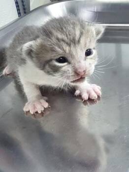 Squittles -  Domestic Short Hair Cat for Adoption in Simcoe, Ontario - Squittles | PetCurious