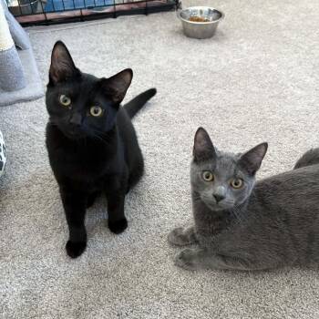 Domestic Short Hair Cats Available for Adoption - Arlo & Onyx (Bonded Pair) | PetCurious