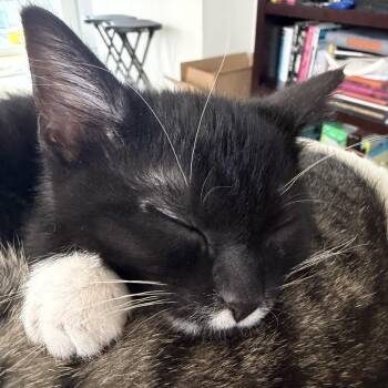 Domestic Short Hair Cats Available for Adoption - Bootsy Collins | PetCurious