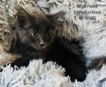 Milkyway -  Domestic Short Hair Cat for Adoption - Milkyway | PetCurious