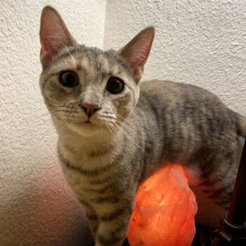 Rescue Domestic Short Hair Cats for Adoption in Victoria, British Columbia - Dandelion | PetCurious