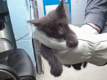 FRANK -  Domestic Short Hair Cat for Adoption in Albuquerque, New Mexico - FRANK | PetCurious