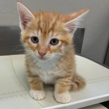Patriot -  Domestic Short Hair Cat for Adoption in Ponca City, Oklahoma - Patriot | PetCurious