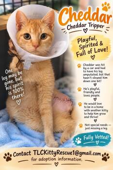 CHEDDAR "Tripper" -  Tabby and Domestic Short Hair Cat for Adoption in Escalon, California - CHEDDAR "Tripper" | PetCurious