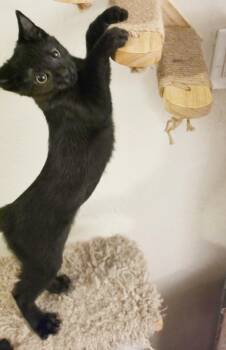 Artemis Ashcroft -  Domestic Short Hair Cat for Adoption in Chandler, Arizona - Artemis Ashcroft | PetCurious