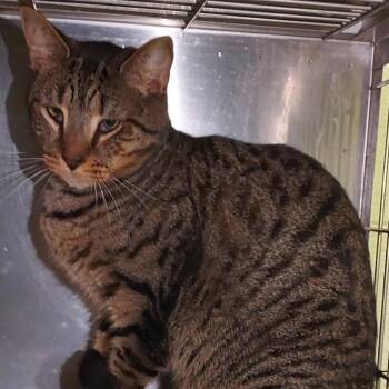 Lion -  Domestic Short Hair Cat for Adoption in Dayton, Ohio - Lion | PetCurious