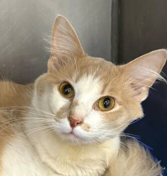Crush -  Domestic Medium Hair Cat for Adoption in Little Rock, Arkansas - Crush | PetCurious