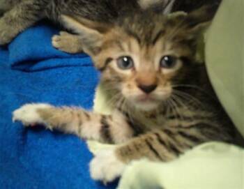 HENRIYA -  Domestic Short Hair Cat for Adoption in Fort Lauderdale, Florida - HENRIYA | PetCurious