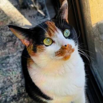 Domestic Short Hair Cats Available for Adoption in Las Vegas, Nevada - Hermione | PetCurious