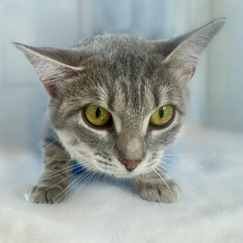 Lil Bean -  Domestic Short Hair Cat for Adoption in Chapel Hill, North Carolina - Lil Bean | PetCurious