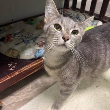 Domestic Short Hair Cats Available for Adoption in Pekin, Illinois - Indigo | PetCurious
