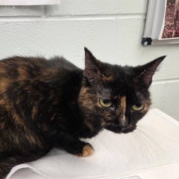 Brandt -  Domestic Medium Hair Cat for Adoption in Chattanooga, Tennessee - Brandt | PetCurious