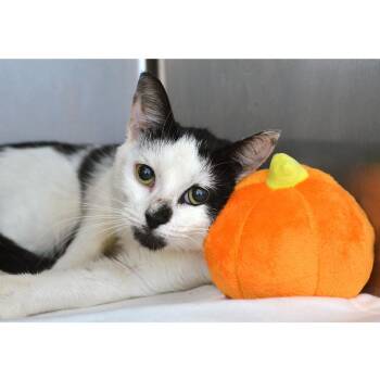 Alanna -  Domestic Short Hair and Extra Toes Cat Hemingway Polydactyl Cat for Adoption in Sanford, Florida - Alanna | PetCurious
